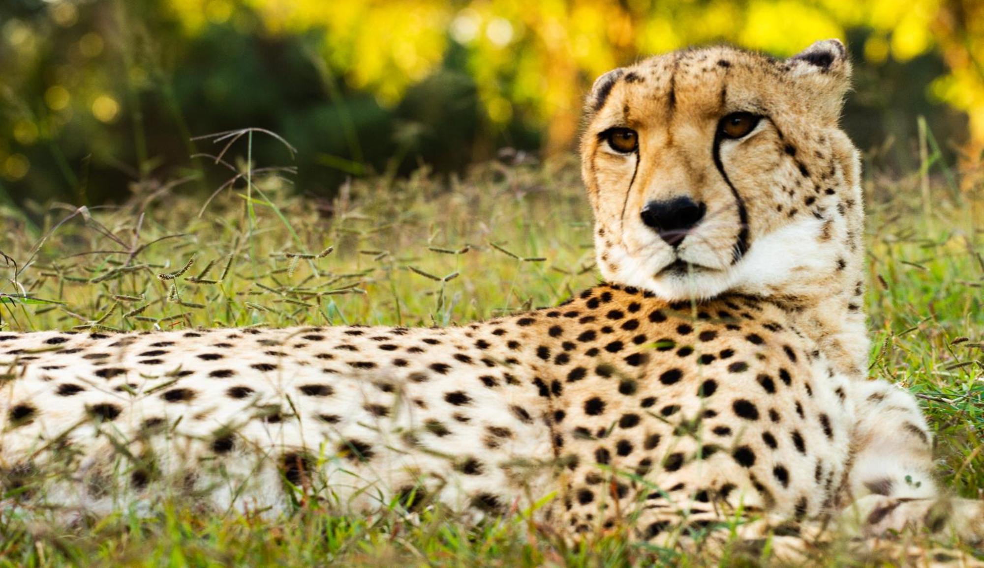 Emdoneni Lodge With Zululand Cat Conservation Project Hluhluwe Exterior foto